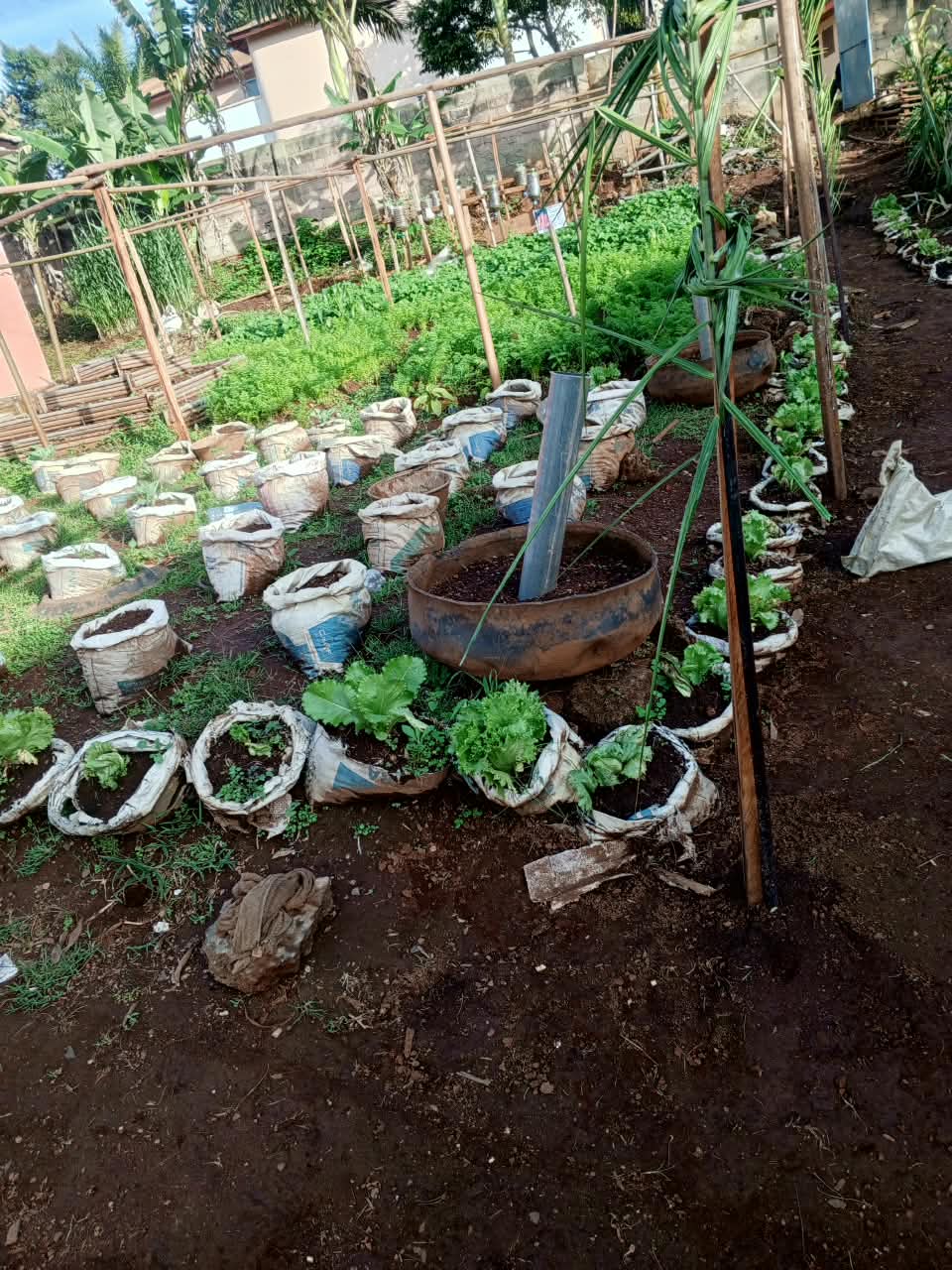 Pépinière de l'institut : plants de salade et d'aromates cultivés en sacs.